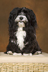 sitting havanese