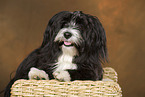 lying havanese
