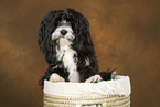 havanese portrait