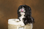 havanese portrait