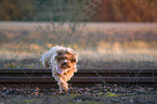 running Havanese