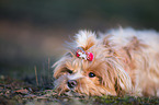 lying Havanese