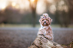 sitting Havanese