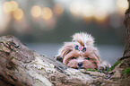 lying Havanese