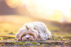 lying Havanese