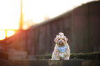 sitting Havanese