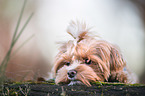 lying Havanese