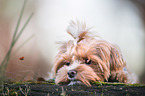 lying Havanese