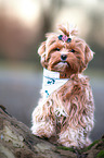 Havanese