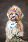 Havanese