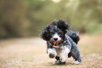 playing Havanese