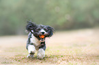 playing Havanese