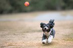 playing Havanese