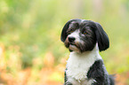Havanese Portrait
