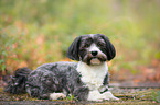 lying Havanese