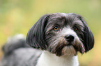 Havanese Portrait