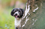 Havanese Portrait
