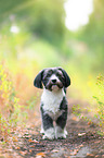 Havanese
