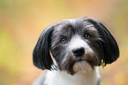 Havanese Portrait