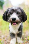 Havanese