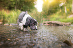 bathing Havanese