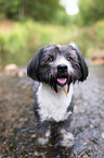Havanese