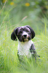sitting Havanese