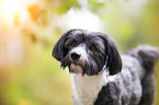 Havanese Portrait