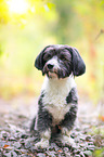 Havanese