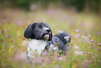 Havanese Portrait