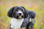 Havanese Portrait