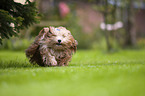 running Havanese