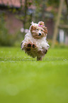running Havanese