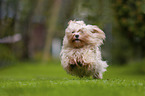 running Havanese