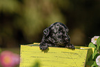 Havanese Puppy in wooden box