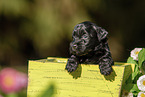 Havanese Puppy in wooden box