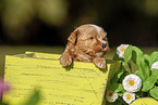 Havanese Puppy in wooden box