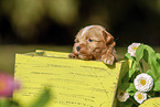 Havanese Puppy in wooden box