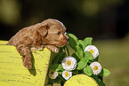 Havanese Puppy in wooden box