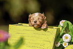 Havanese Puppy in wooden box