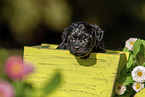Havanese Puppy in wooden box