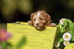 Havanese Puppy in wooden box