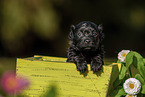 Havanese Puppy in wooden box