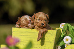 Havanese puppies in wooden box