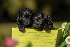 Havanese puppies in wooden box