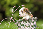 Havanese Puppy in decoration bicycle