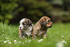sitting Havanese Puppy