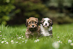sitting Havanese Puppy