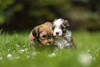 sitting Havanese Puppy
