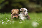 sitting Havanese Puppy